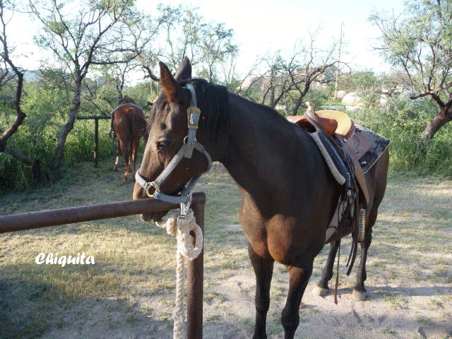 meetthehorses